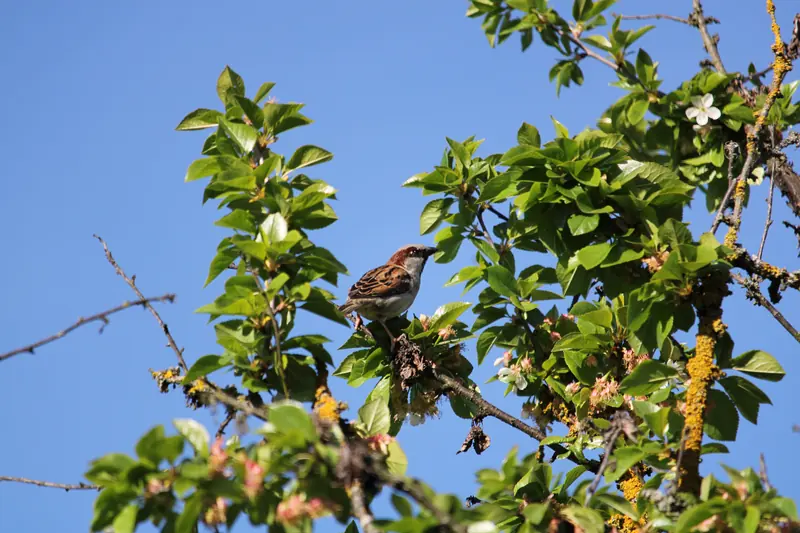 Baum, Tier, Vogel · Leiben · 26.04.2026