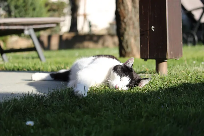 Katze, Tier · Leiben · 26.04.2026