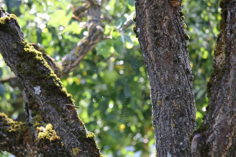 Baum · Leiben · 07.09.2026