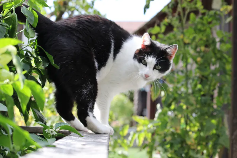 Katze, Tier · Leiben · 07.09.2026