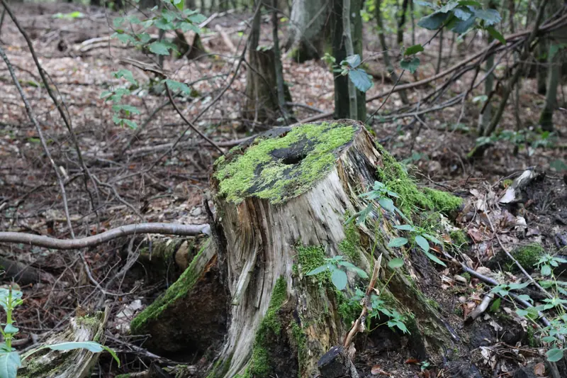 Wald · Leiben · 11.09.2026