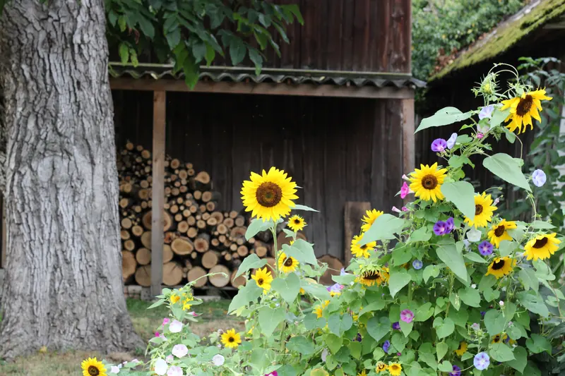 Baum, Blume, Sonnenblume · Hain · 11.09.2026