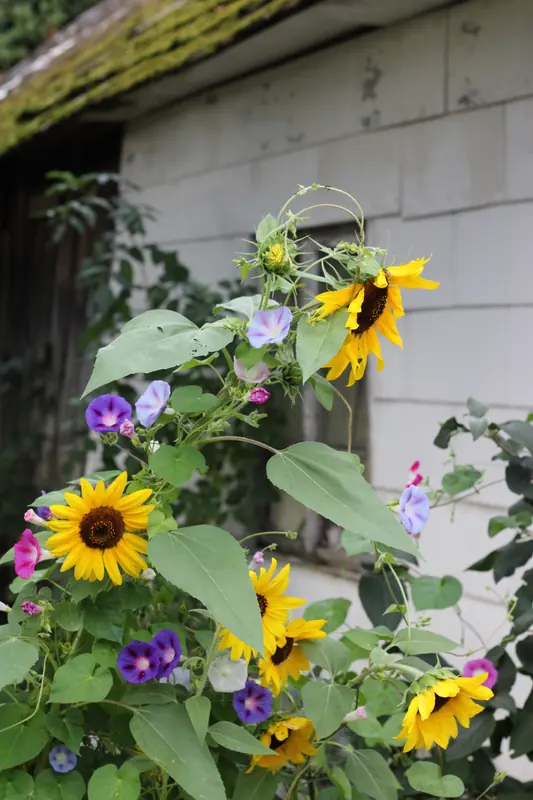 Blume, Sonnenblume · Hain · 11.09.2026