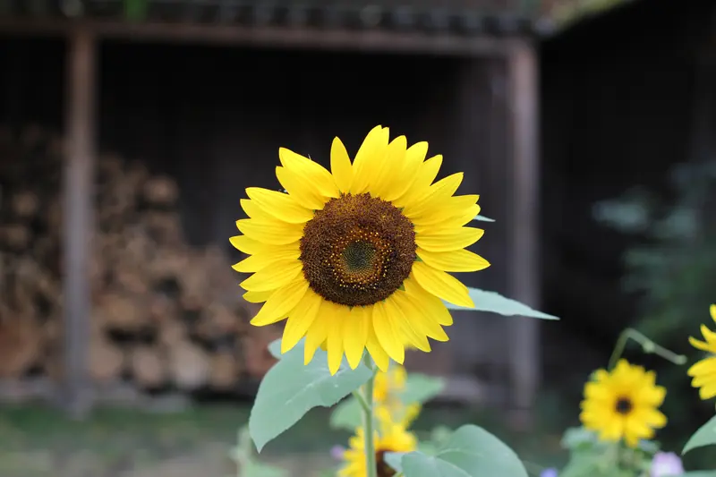 Blume, Sonnenblume · Hain · 11.09.2026