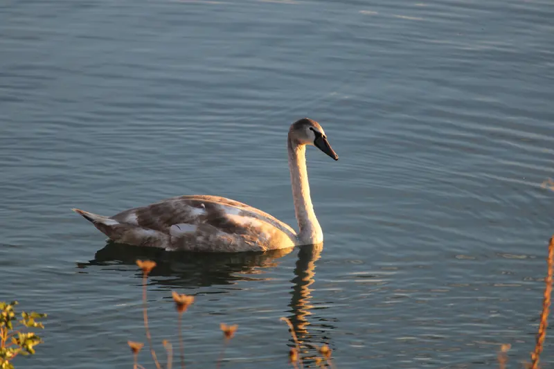 Donau, Tier, Vogel, Wasser · Klein-Pöchlarn · 07.10.2026