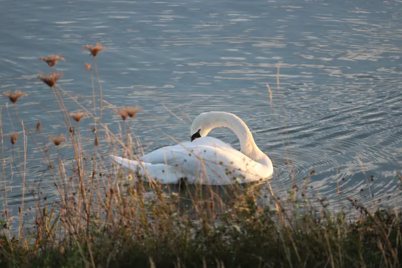 Donau, Tier, Vogel, Wasser · Klein-Pöchlarn · 07.10.2026