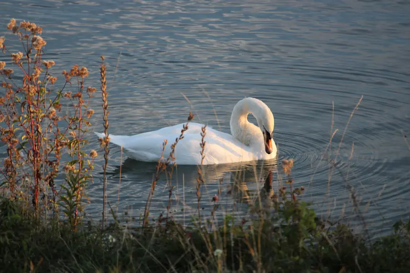 Donau, Tier, Vogel, Wasser · Klein-Pöchlarn · 07.10.2026