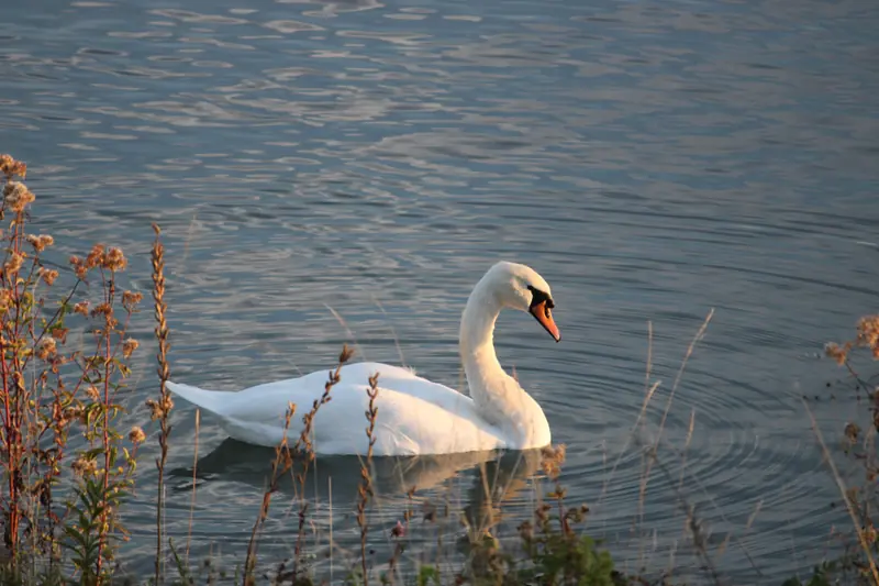 Donau, Tier, Vogel, Wasser · Klein-Pöchlarn · 07.10.2026