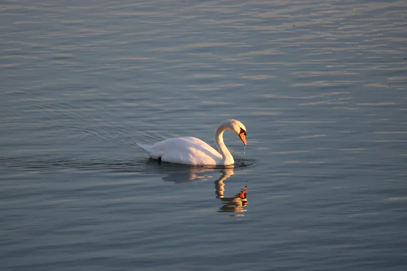 Donau, Tier, Vogel, Wasser · Klein-Pöchlarn · 07.10.2026
