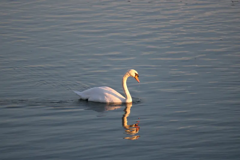 Donau, Tier, Vogel, Wasser · Klein-Pöchlarn · 07.10.2026