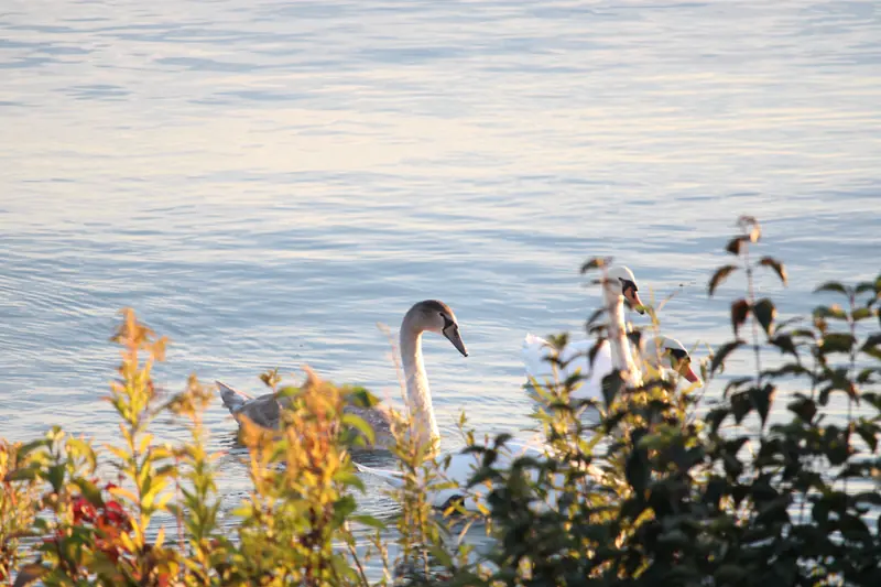 Donau, Tier, Vogel, Wasser · Klein-Pöchlarn · 07.10.2026