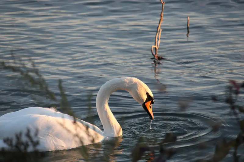 Donau, Tier, Vogel, Wasser · Klein-Pöchlarn · 07.10.2026