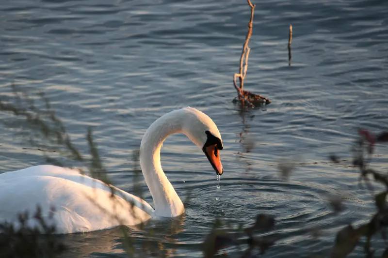 Donau, Tier, Vogel, Wasser · Klein-Pöchlarn · 07.10.2026