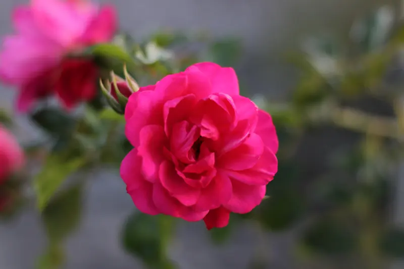 Blume · Klein-Pöchlarn · 07.10.2026