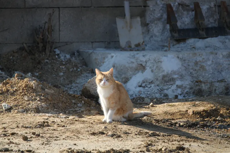 Katze, Tier · Leiben · 07.03.2026