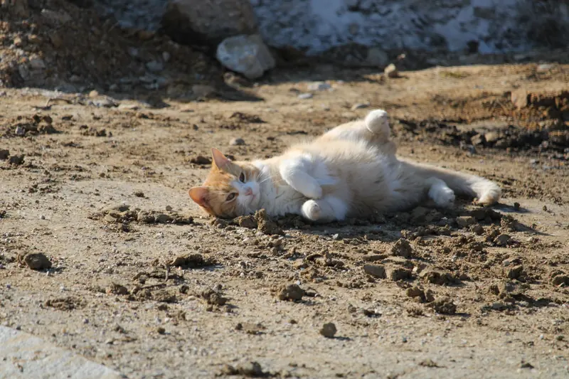 Katze, Tier · Leiben · 07.03.2026